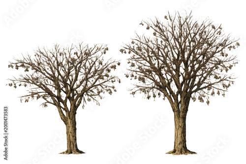 vector tree silhouette, Leafless Street Trees PNG – High Resolution Winter Tree Pack