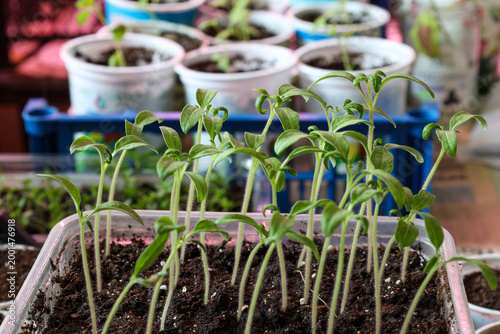 Tomato seedlings grow and stretch in a plastic container