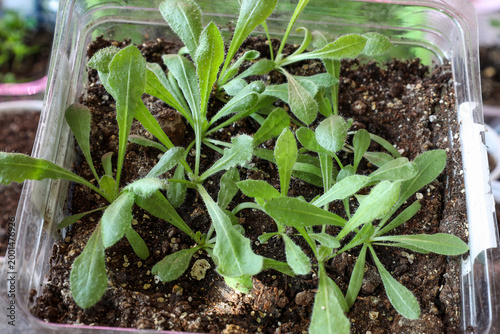 statice or limonium (Latin: Limonium sinuatum) seedlings growing in a plastic container