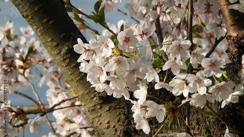 【4K】水面の光に煌めく桜：弘前公園の満開のソメイヨシノ。青森の幻想的な春の風景素材[4K] Glowing Cherry Blossoms at Hirosaki Park: Sakura Reflecting Water Light, Stunning Spring Scenery 撮影日：20260419-9