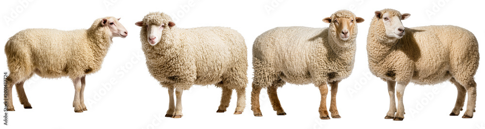 Fototapeta premium Group of four healthy domestic sheep, different breeds and poses, showing their woolly coats and features.