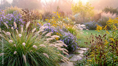 Fotografie Golden hour light bathes a lush perennial garden, showcasing various ornamental grasses and purple aster flowers on