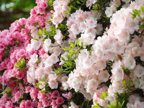 Azaleas in full bloom　花　つつじ