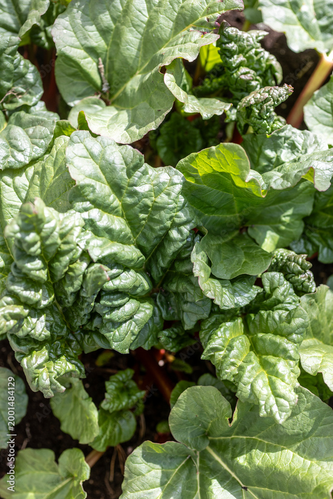 Fototapeta premium Young rhubarb leaf unfurling in early spring soil