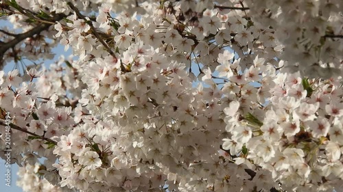 【4K】水面の光に煌めく桜：弘前公園の満開のソメイヨシノ。青森の幻想的な春の風景素材[4K] Glowing Cherry Blossoms at Hirosaki Park: Sakura Reflecting Water Light, Stunning Spring Scenery 撮影日：20260419-10