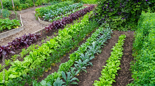 Obraz na plátně Abundant organic vegetable garden with diverse rows of fresh green produce growing in rich soil