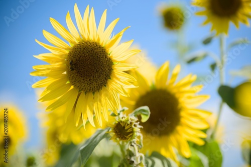 小野市のひまわり畑