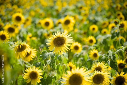 小野市のひまわり畑