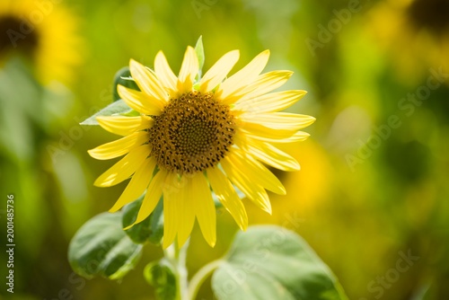 小野市のひまわり畑