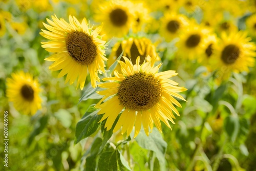 小野市のひまわり畑