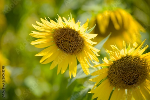 小野市のひまわり畑