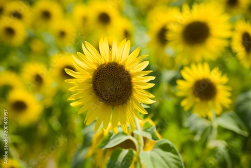 小野市のひまわり畑