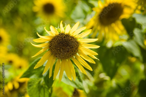 小野市のひまわり畑