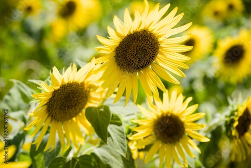 小野市のひまわり畑