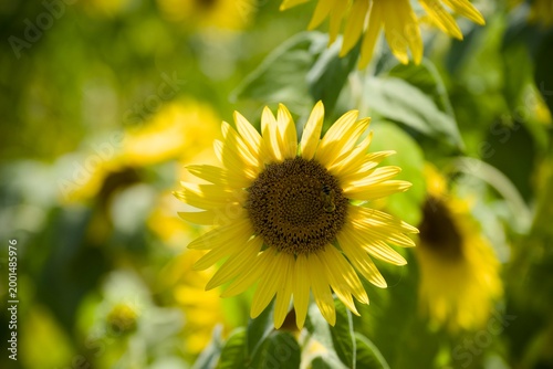 小野市のひまわり畑