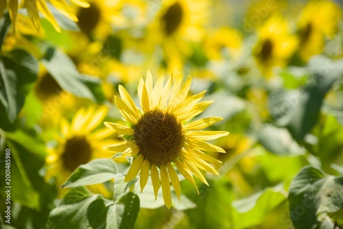 小野市のひまわり畑