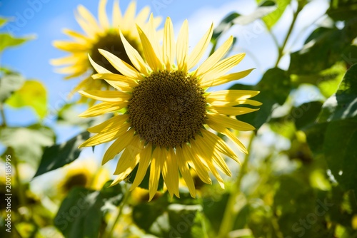 小野市のひまわり畑