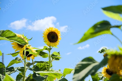 小野市のひまわり畑