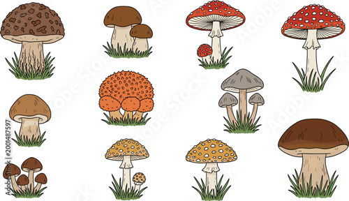 Hand drawn mushrooms set forest fungi collection edible and poisonous species vector illustration natural botanical elements