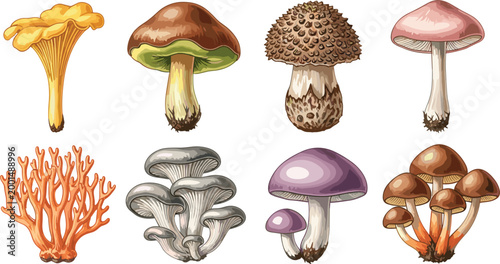 Wild mushrooms collection chanterelle boletus toadstool coral fungi vector illustration set forest nature edible and poisonous species