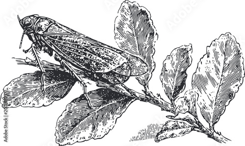 grasshopper sitting on branch with leaves detailed black and white insect illustration