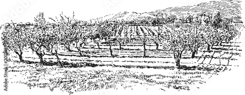 Orchard landscape with rows of fruit trees and rolling hills in rustic countryside setting