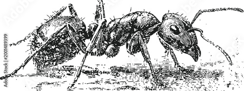 detailed black and white illustration of an ant walking with segmented body and textured legs