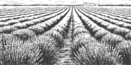 Lavender field illustration with rows of blooming lavender plants extending to horizon and farmhouse