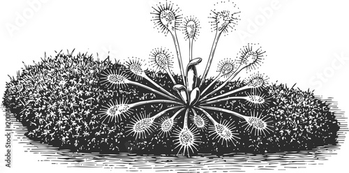 dewy sundew plant carnivorous species with sticky glandular leaves surrounded by moss