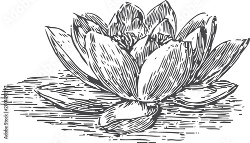 hand drawn lotus flower with detailed petals floating on water surface