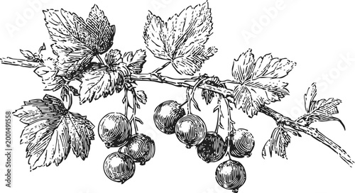 Black currant branch with ripe berries and detailed leaves hand drawn botanical illustration