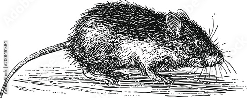 Detailed vintage illustration of a rat with textured fur and long whiskers in black and white