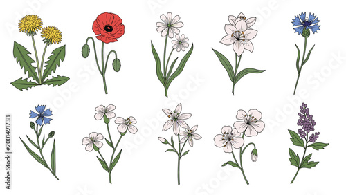 Detailed botanical illustration of various colorful wildflowers including dandelions, poppies, lilies, and cornflowers on a white background.