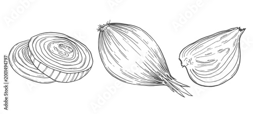 Set onions sketch. Shallots. Onion spice vegetable. Slices cut half. Hand drawn vector illustration.