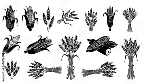 Corn and Wheat Agriculture Icon Set with Maize Cobs Grain Ears Harvest Bundles and Cereal Crop Symbols for Farming Organic Food and Rural Design