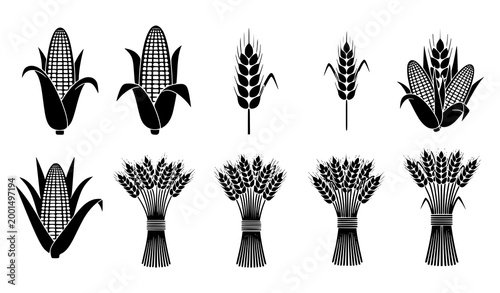 Corn and Wheat Agriculture Icon Set with Maize Cobs Grain Ears Harvest Bundles and Cereal Crop Symbols for Farming and Organic Food Design