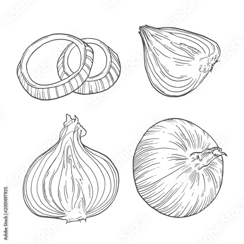 Onion, whole and sliced into rings and slices, sketch. Vector illustration. Farm vegetables and spices, isolated on white background.
