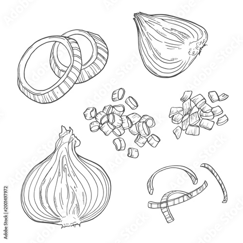 Onion, whole and sliced into rings and slices, sketch. Vector illustration. Farm vegetables and spices, isolated on white background.