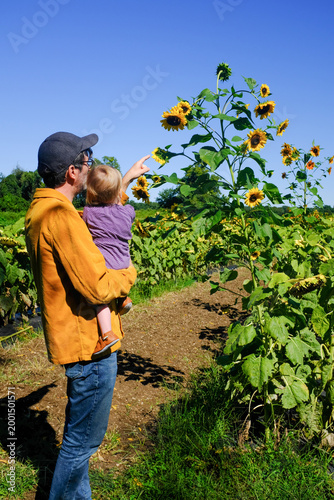 Dad pointing and showing Daughter tall sunflower on Farm