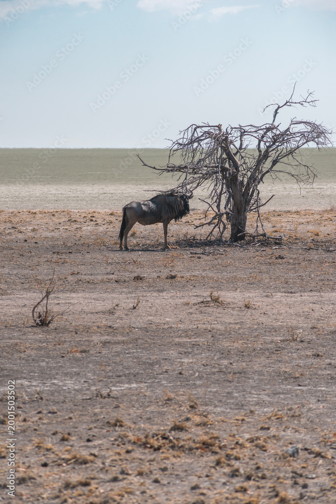 Naklejka premium gnu antelope near tree