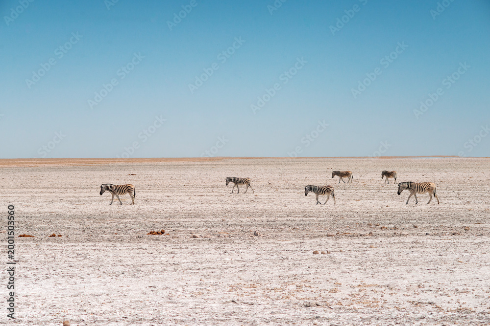 Fototapeta premium many zebras in desert