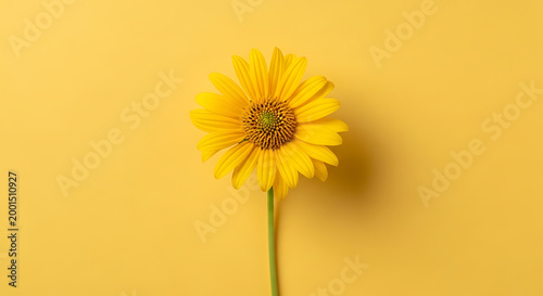 A vibrant yellow daisy flower stands gracefully against a soft yellow background, highlighting its beauty