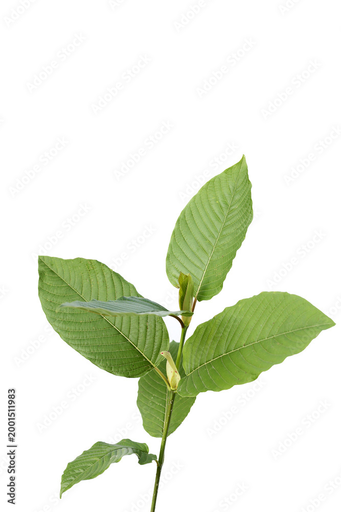 Fototapeta premium Kratom, Mitragyna speciosa on white background.