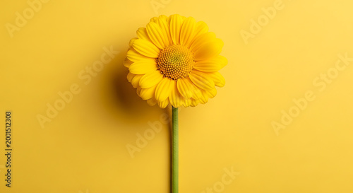 Bright yellow flower against a vibrant yellow background, showcasing natural beauty and simplicity