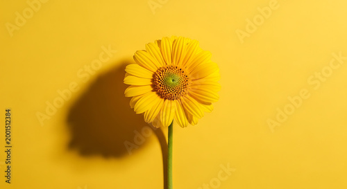 Bright yellow flower on a vivid yellow background, showcasing its vibrant petals and natural beauty