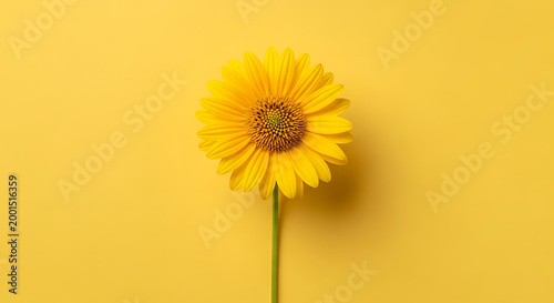 Vibrant yellow flower against a bright yellow background, showcasing natural beauty and simplicity