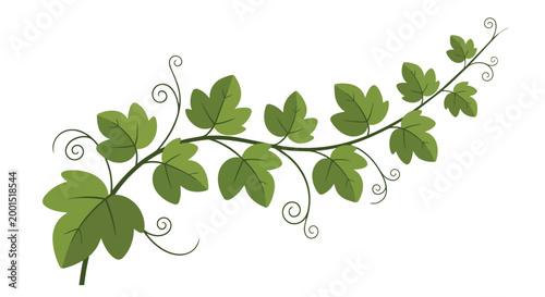 Green Climbing Vine with Leaves and Curly Tendrils Vector Illustration for Nature Design