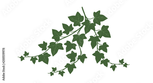 Green Ivy Branch Vector Illustration with Hanging Leaves Isolated on White