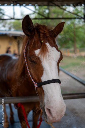 The horses in the stable are fully grown and ready to be ridden.