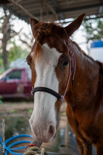 The horses in the stable are fully grown and ready to be ridden.